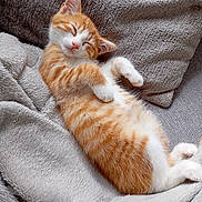 Tigrou participe au concours pour gagner de l'argent avec cette photo : abyssinian, animal, bed, blanket, cat, couch, furniture, kitten, manx, person, pet, quilt, sleeping