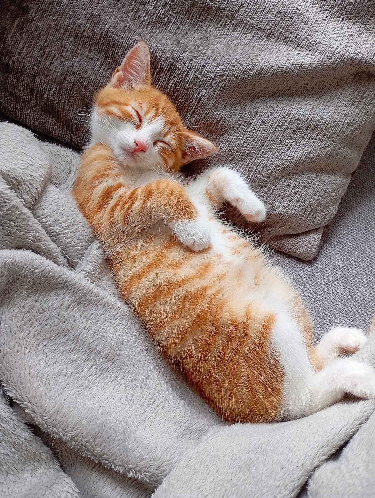 Tigrou