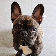 Thor a rejoint le concours — aidez-le/la à gagner de superbes lots ! animal, brindle, canine, cute, dog, domestic_animal, ears, eyes, face, floor, french_bulldog, fur, indoors, looking_up, pet, portrait, puppy, small_dog, whiskers, young