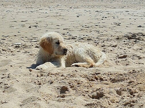 Nawa a rejoint le concours — aidez-le/la à gagner de superbes lots ! beach, canidae, carnivore, companion_dog, dog, dog_breed, fawn, landscape, ocean, sand, sea, snout, soil, sporting_group, terrestrial_animal, terrier, working_terrier