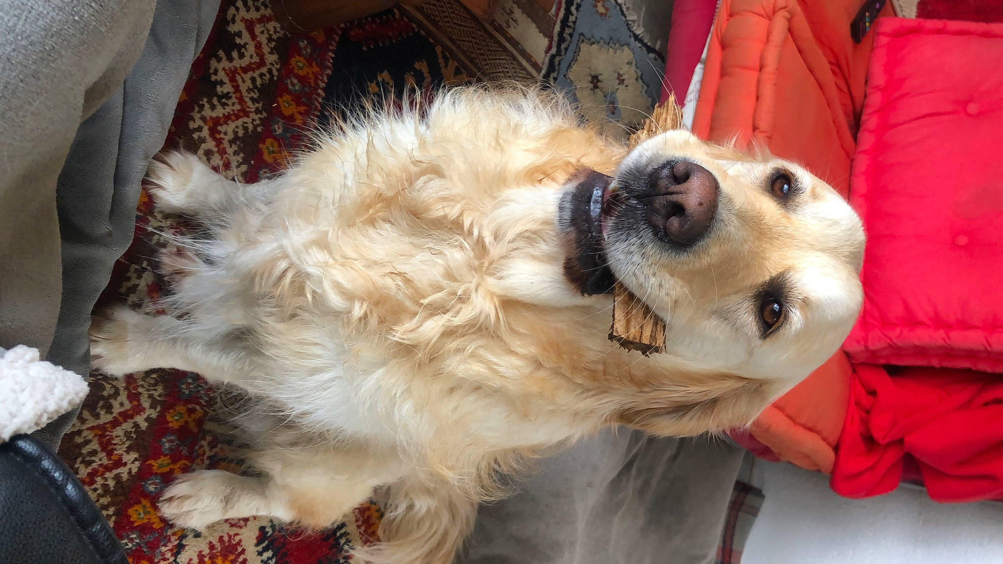 Nawa a rejoint le concours — aidez-le/la à gagner de superbes lots ! canidae, carnivore, collar, companion_dog, dog, dog_breed, dog_collar, fawn, fur, gun_dog, plant, snout, sporting_group, tree, whiskers, working_dog