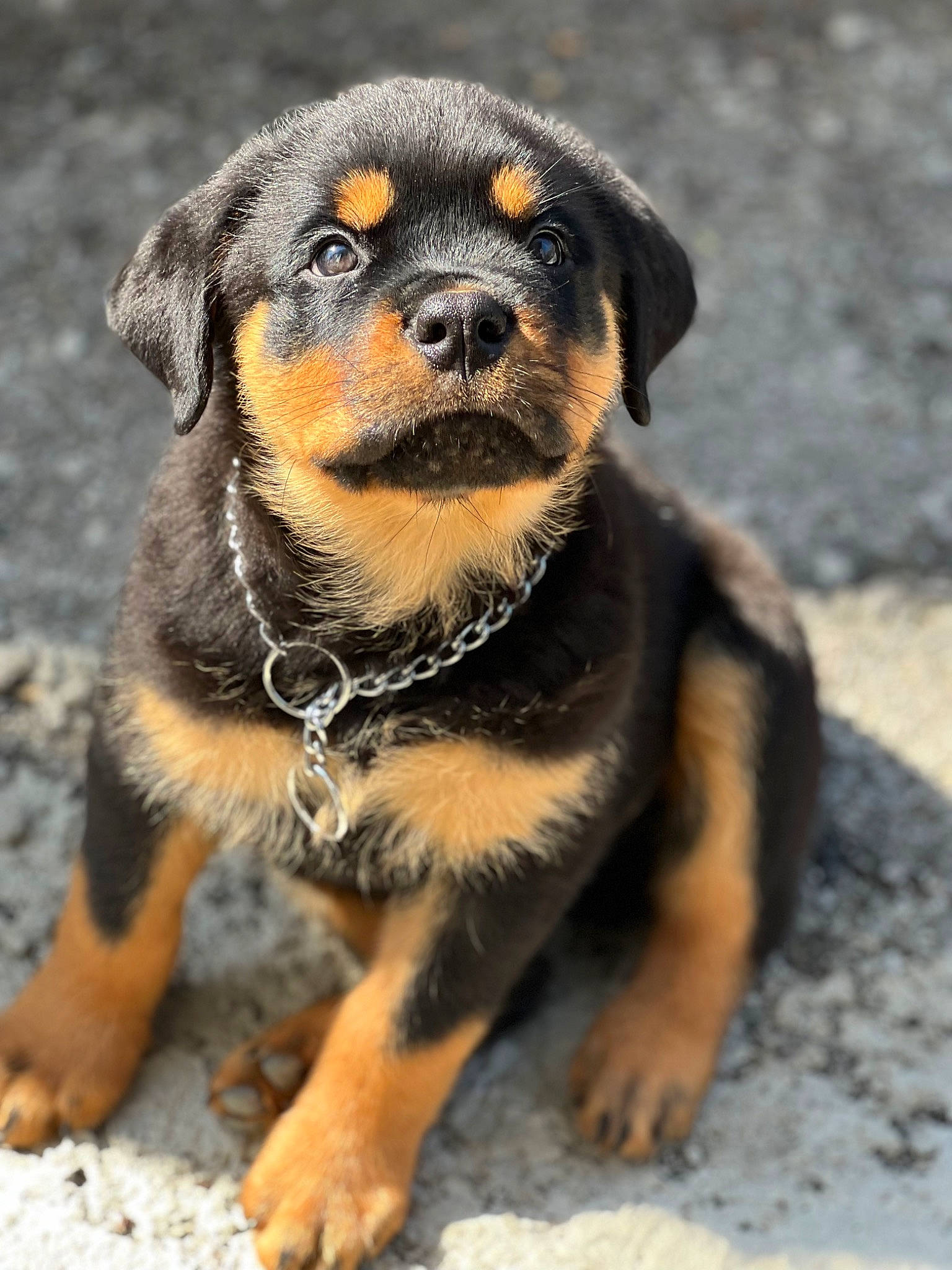 Hero joined the competition — help win amazing prizes! canidae, carlin_pinscher, carnivore, companion_dog, dog, dog_breed, fawn, fur, paw, puppy, rottweiler, snout, sporting_group, terrestrial_animal, whiskers, working_dog