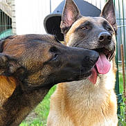 Micki N'J a rejoint le concours — aidez-le/la à gagner de superbes lots ! dog, belgian_malinois, animal, pet, playful, tongue_out, outdoor, grass, fence, doghouse, canine, muzzle, ears, nature, closeup, friendship, happy, licking, fur, companionship
