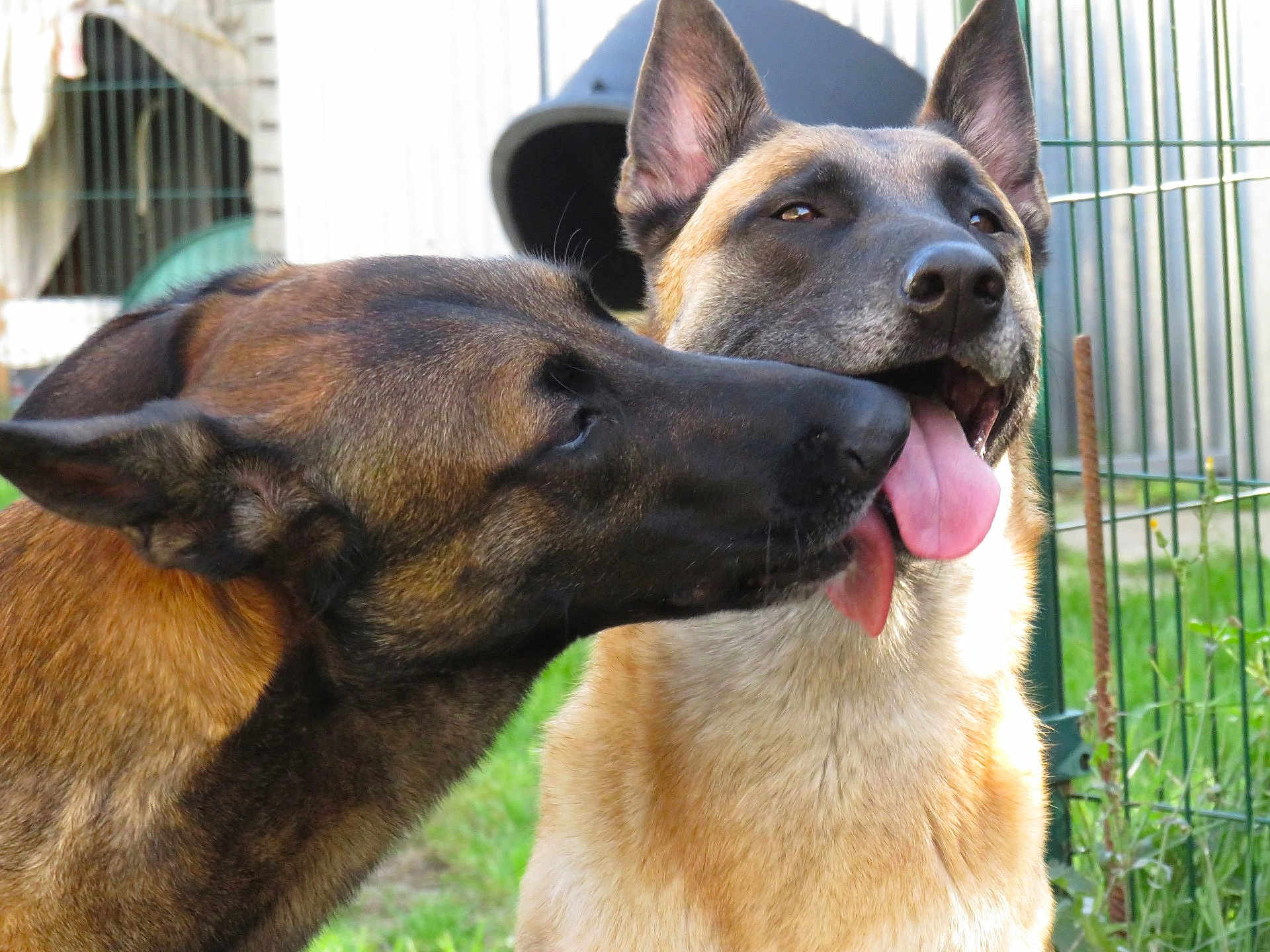 Micki N'J a rejoint le concours — aidez-le/la à gagner de superbes lots ! dog, belgian_malinois, animal, pet, playful, tongue_out, outdoor, grass, fence, doghouse, canine, muzzle, ears, nature, closeup, friendship, happy, licking, fur, companionship