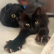 Kitten is registered to the contest to win money with this photo: black_cat, cat, pet, animal, stretching, paws, yellow_eyes, plush_toy, stuffed_animal, bed, indoor, cozy, relaxed, feline, cute, soft, close_up, fur, whiskers, sleepy