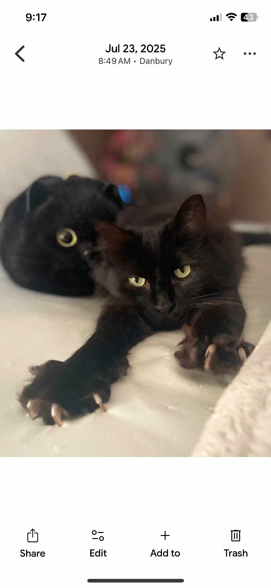 Kitten is registered to the contest to win money with this photo: black_cat, cat, pet, animal, stretching, paws, yellow_eyes, plush_toy, stuffed_animal, bed, indoor, cozy, relaxed, feline, cute, soft, close_up, fur, whiskers, sleepy