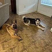 Abby And Nova is registered to the contest to win money with this photo: blinds, blue_eyes, cabinet, canine, couch, dog, floor, fur, german_shepherd, home_interior, husky, indoor, lamp, living_room, lying_down, paw, pet, tile_floor, tongue, window