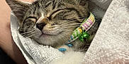 Honey is registered to the contest to win money with this photo: bell, blanket, blue_nails, cat, close_up, collar, cozy, cute, fur, human_arm, indoor, kitten, nail_caps, paw, pet, portrait, sleeping, tabby, towel, whiskers