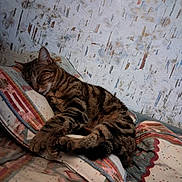 Berlioz participe au concours pour gagner de l'argent avec cette photo : cat, tabby_cat, sleeping, pillow, blanket, patterned_fabric, striped, fur, resting, indoor, cozy, pet, animal, home, texture, wall, relaxed, comfort, closeup, feline