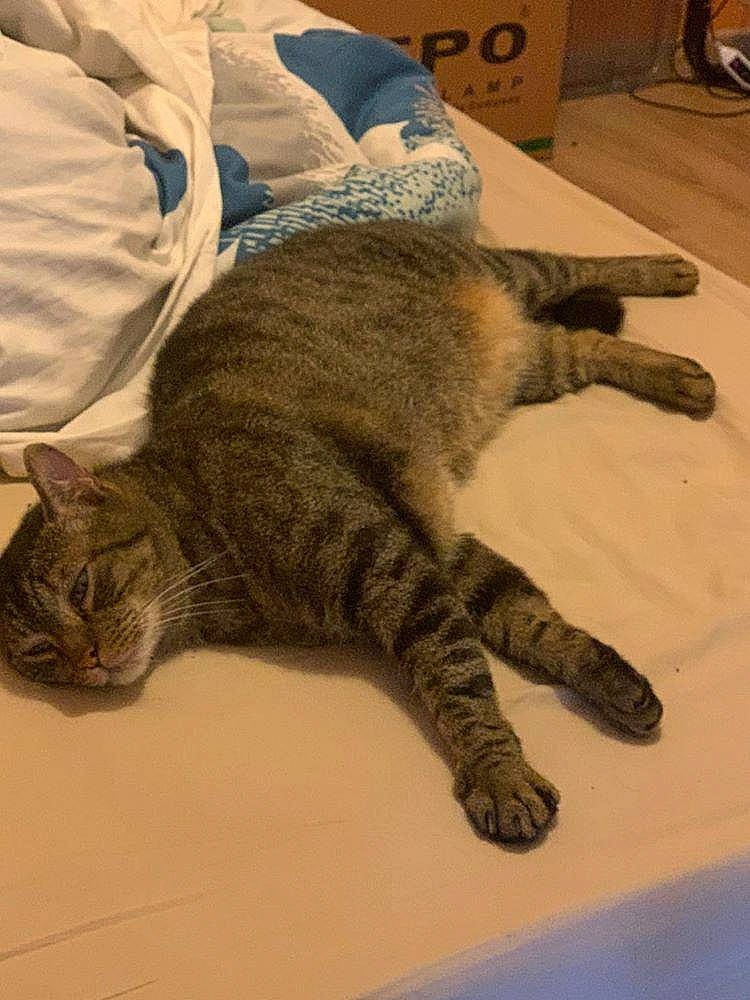 Galaxy a rejoint le concours — aidez-le/la à gagner de superbes lots ! california_spangled, carnivore, cat, claw, domestic_short_haired_cat, dragon_li, european_shorthair, felidae, fur, nap, paw, pixie_bob, sleep, small_to_medium_sized_cats, tabby_cat, tail, whiskers