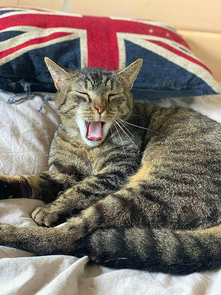Galaxy a rejoint le concours — aidez-le/la à gagner de superbes lots ! american_shorthair, asian, california_spangled, carnivore, cat, domestic_short_haired_cat, dragon_li, european_shorthair, facial_expression, felidae, fur, kitten, nap, pixie_bob, sleep, small_to_medium_sized_cats, tabby_cat, whiskers, wild_cat, yawn