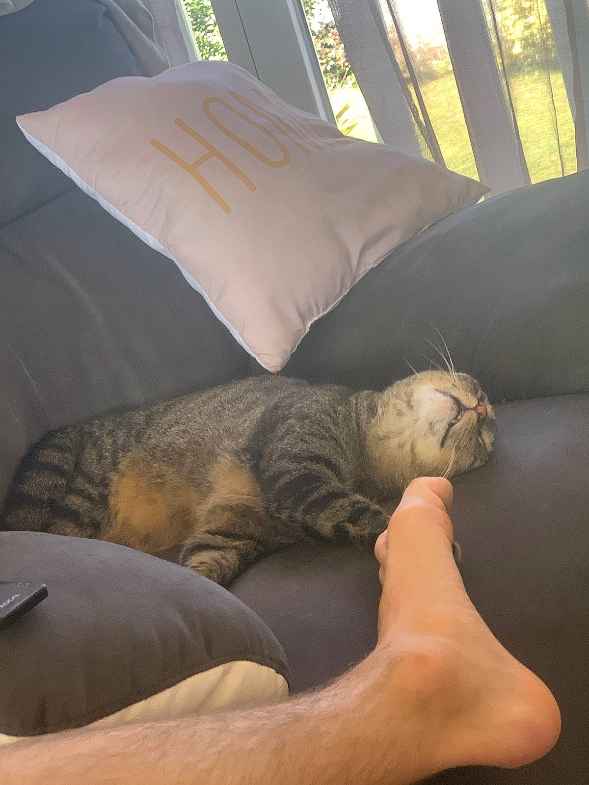 Galaxy participe au concours pour gagner de l'argent avec cette photo : asian, carnivore, cat, comfort, fawn, felidae, furniture, leg, nap, paw, pillow, skin, sleep, small_to_medium_sized_cats, whiskers