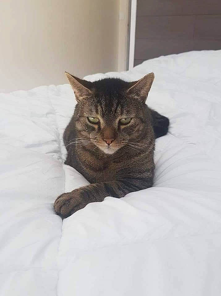 Galaxy participe au concours pour gagner de l'argent avec cette photo : american_shorthair, asian, bed, carnivore, cat, domestic_short_haired_cat, dragon_li, european_shorthair, eye, felidae, fur, kitten, skin, small_to_medium_sized_cats, tabby_cat, whiskers