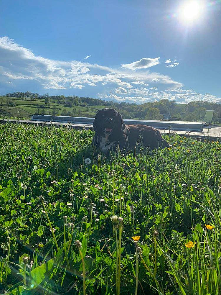 Nox a rejoint le concours — aidez-le/la à gagner de superbes lots ! cloud, crop, farm, field, flower, grass, grass_family, grassland, hill, meadow, natural_environment, pasture, plant, prairie, rural_area, sky, spring, summer, vegetation, wildflower