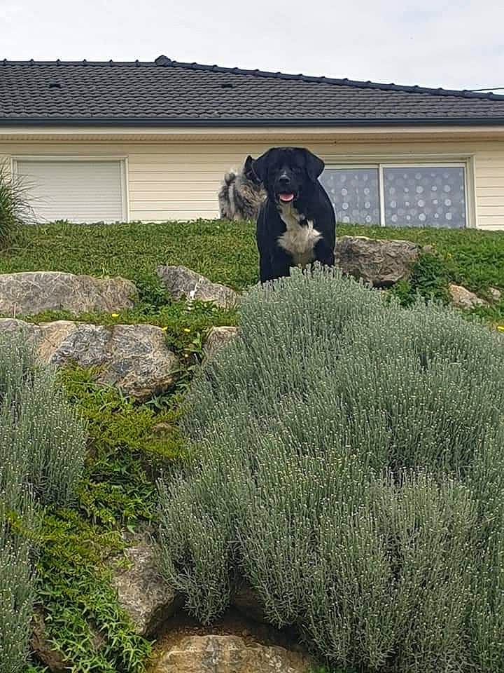 Nox participe au concours pour gagner de l'argent avec cette photo : canidae, dog, dog_breed, garden, grass, grass_family, groundcover, home, house, plant, shrub, sporting_group, tree, yard
