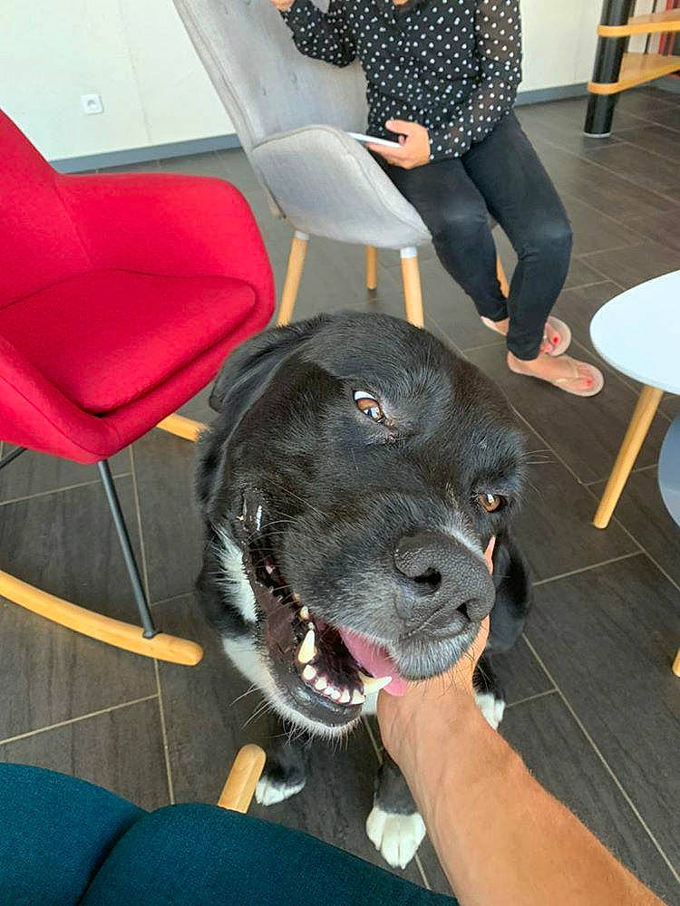 Nox participe au concours pour gagner de l'argent avec cette photo : canidae, carnivore, dog, dog_breed, fawn, mammal, snout, sporting_group