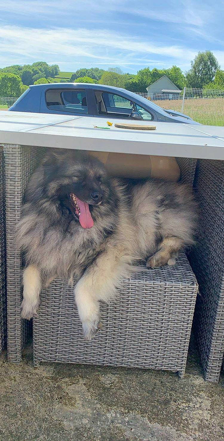 Lou participe au concours pour gagner de l'argent avec cette photo : canidae, carnivore, dog, dog_breed, keeshond, mammal, non_sporting_group, spitz