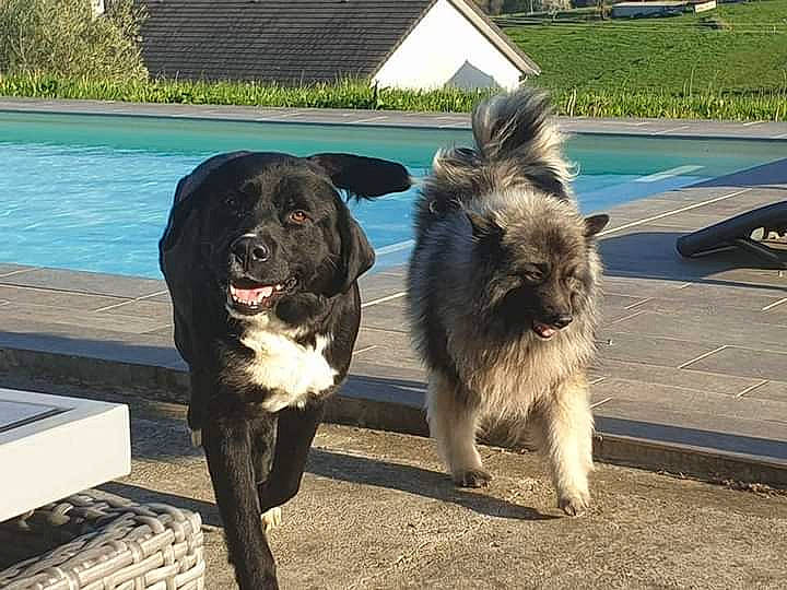 Lou a rejoint le concours — aidez-le/la à gagner de superbes lots ! canidae, carnivore, dog, dog_breed, mammal, newfoundland, sporting_group, vertebrate, working_dog