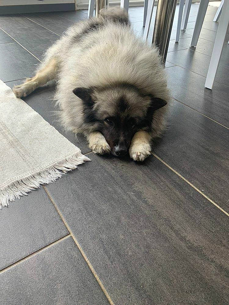 Lou a rejoint le concours — aidez-le/la à gagner de superbes lots ! canidae, carnivore, companion_dog, dog, dog_breed, eurasier, fawn, keeshond, mammal, non_sporting_group, puppy, rare_breed_dog, vertebrate