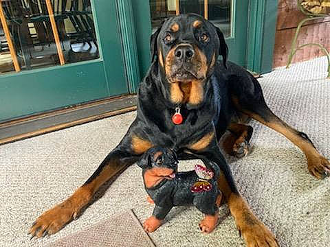 Max is registered to the contest to win money with this photo: beaglier, canidae, carnivore, companion_dog, dog, dog_breed, fawn, guard_dog, hound, houseplant, hunting_dog, paw, rottweiler, snout, sporting_group, tail, tire_care, working_animal, working_dog