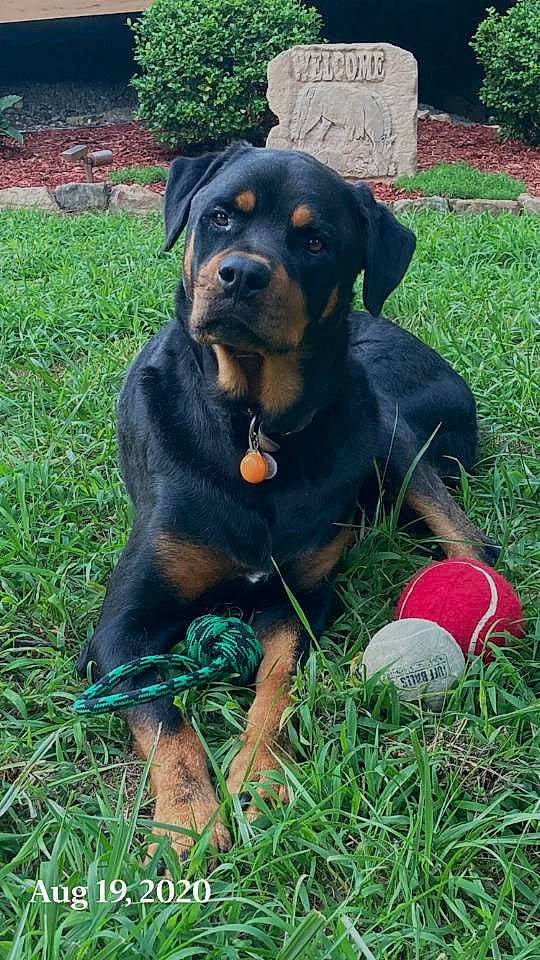 Max is registered to the contest to win money with this photo: ball, canidae, carnivore, collar, companion_dog, dog, dog_breed, football, grass, groundcover, guard_dog, hound, plant, rottweiler, snout, sporting_group, sports_equipment, terrestrial_animal, working_animal, working_dog