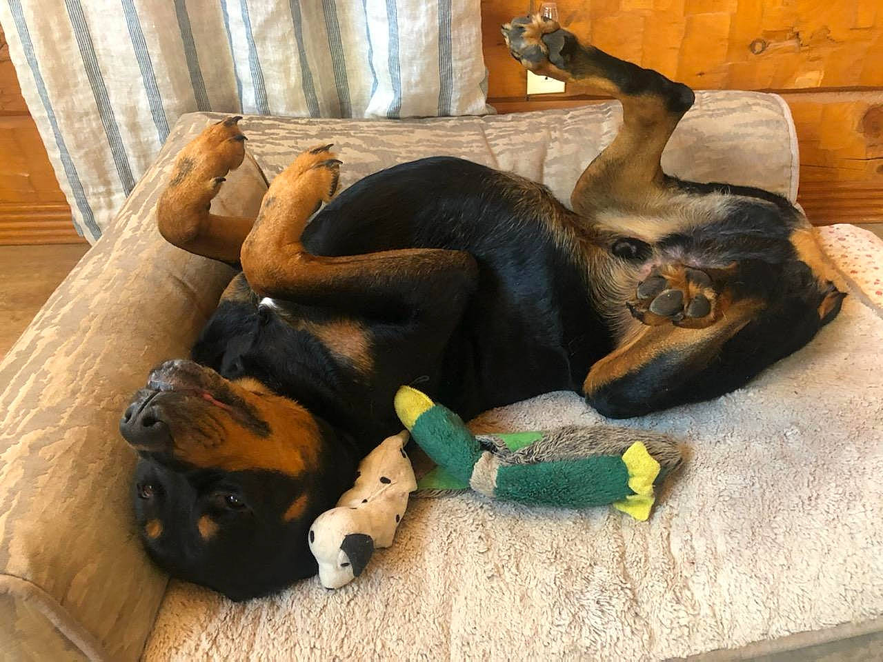 Max joined the competition — help win amazing prizes! canidae, carnivore, claw, comfort, companion_dog, dog, dog_breed, dog_supply, fawn, flooring, fur, guard_dog, snout, sporting_group, stuffed_toy, tail, terrestrial_animal, toy, wood, working_animal