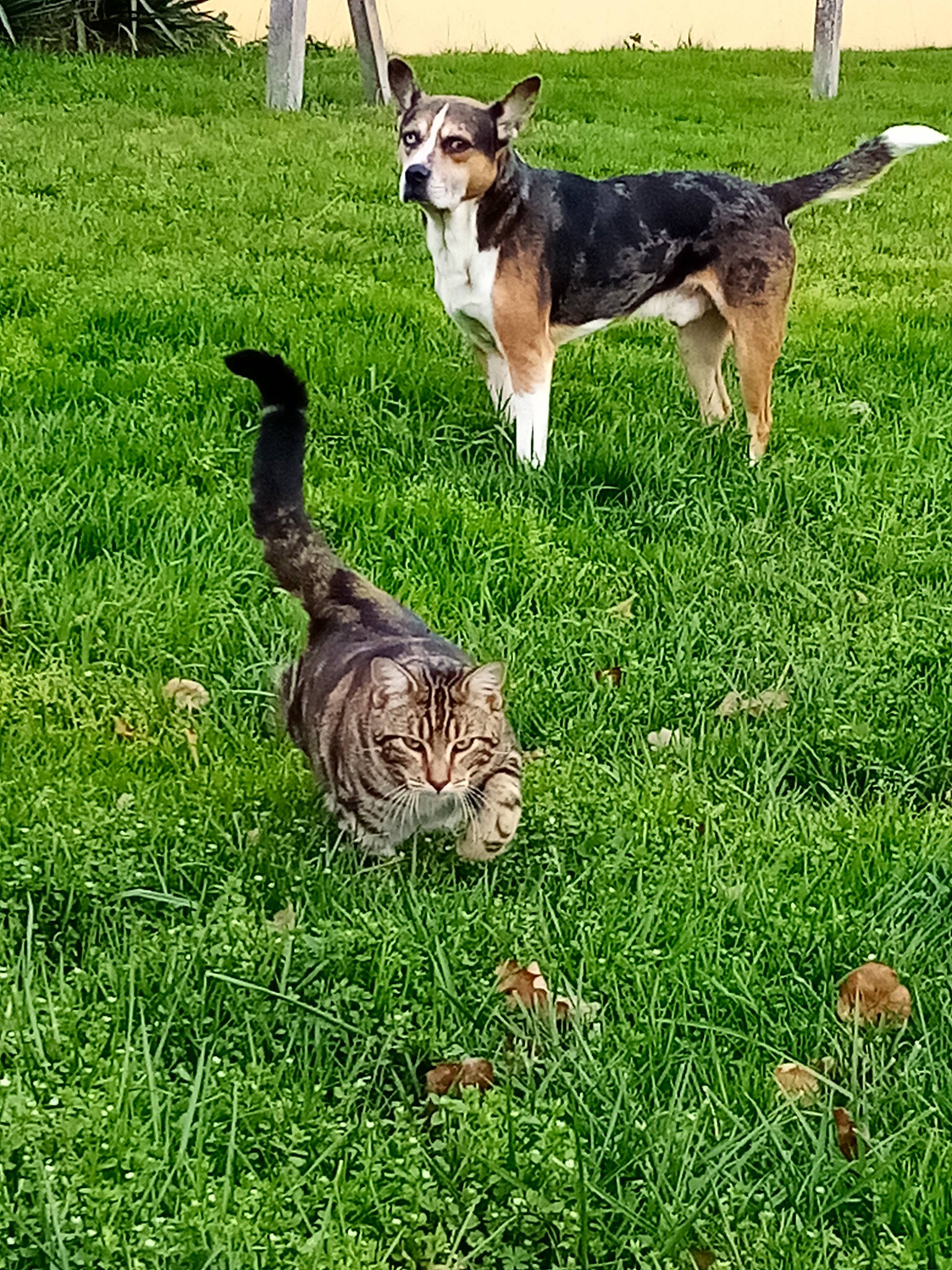 Natcho participe au concours pour gagner de l'argent avec cette photo : australian_cattle_dog, carnivore, cat, collar, companion_dog, dog, dog_breed, domestic_short_haired_cat, felidae, grass, grassland, groundcover, herding_dog, lawn, pasture, plant, small_to_medium_sized_cats, tail, terrestrial_animal, whiskers