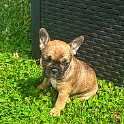 Bloom a rejoint le concours — aidez-le/la à gagner de superbes lots ! adorable, animal, canine, companion, cute, dog, ears, french_bulldog, fur, grass, greenery, nature, outdoor, pet, playful, puppy, sitting, small, sunlight, young