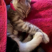 Rosie joined the competition — help win amazing prizes! kitten, cat, sleeping, curled_up, furry, fluffy, pink_blanket, cozy, indoors, pet, animal, resting, closed_eyes, whiskers, ears, brown_fur, white_fur, snuggled, soft_texture, cute