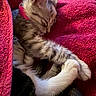 kitten, cat, sleeping, curled_up, furry, fluffy, pink_blanket, cozy, indoors, pet, animal, resting, closed_eyes, whiskers, ears, brown_fur, white_fur, snuggled, soft_texture, cute