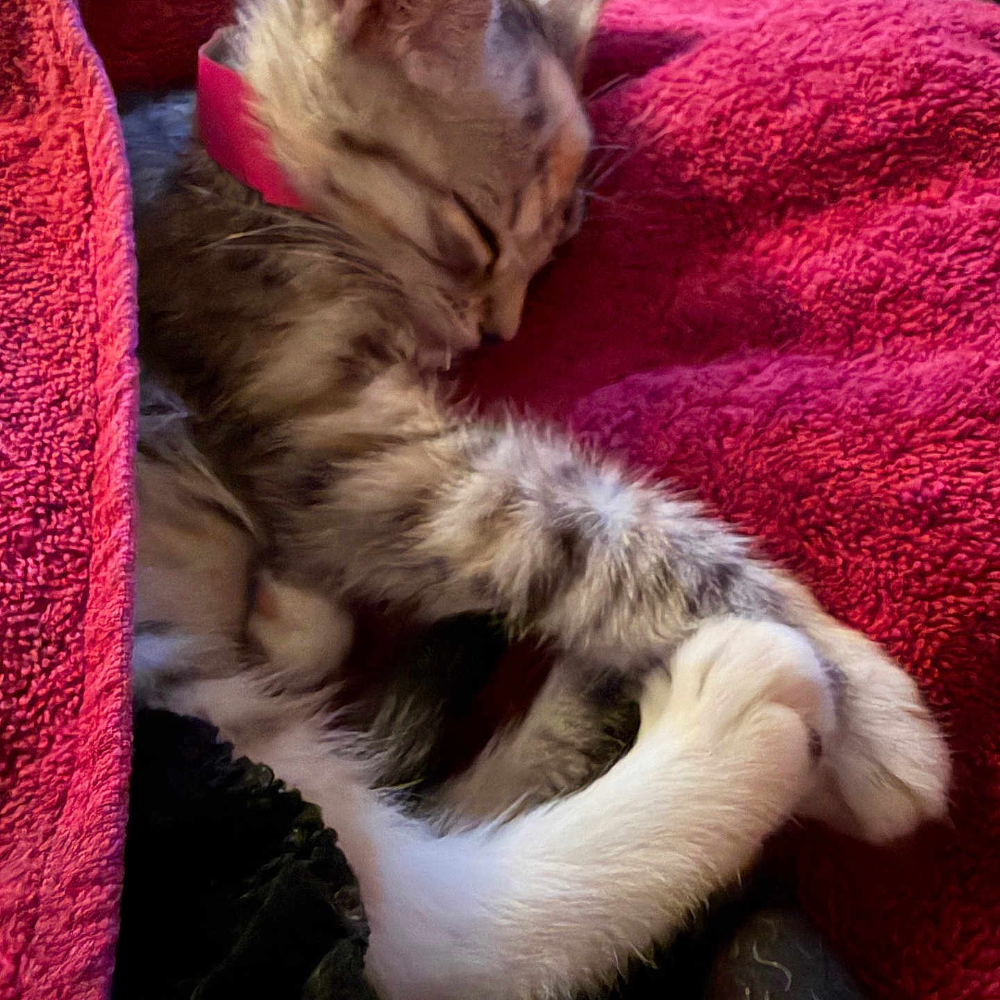 Rosie