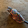 dog, pet, animal, costume, polka_dot, colorful, clothing, carpet, indoor, home, playful, funny, small_dog, tail, ears, burrowing, floor, portrait, photography, pattern