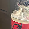 Rosie is registered to the contest to win money with this photo: cat, tabby_cat, kitten, animal, pet, whiskers, paws, paw_in_cup, blue_eyes, wide_eyes, curious, funny, close_up, portrait, straw, plastic_cup, red_cup, drink, indoor, feline