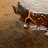 cat, kitten, pet, animal, feline, spotted, tabby, costume, clothing, polka_dot, colorful, carpet, indoor, home, walking, playful, motion, paws, ears, photography