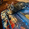 Rosie joined the competition — help win amazing prizes! cat, kitten, pet, animal, feline, tabby, gray_fur, white_fur, calico_markings, blue_eyes, large_eyes, ears, whiskers, paws, lying_down, indoors, carpet, rug, inflatable_mat, colorful