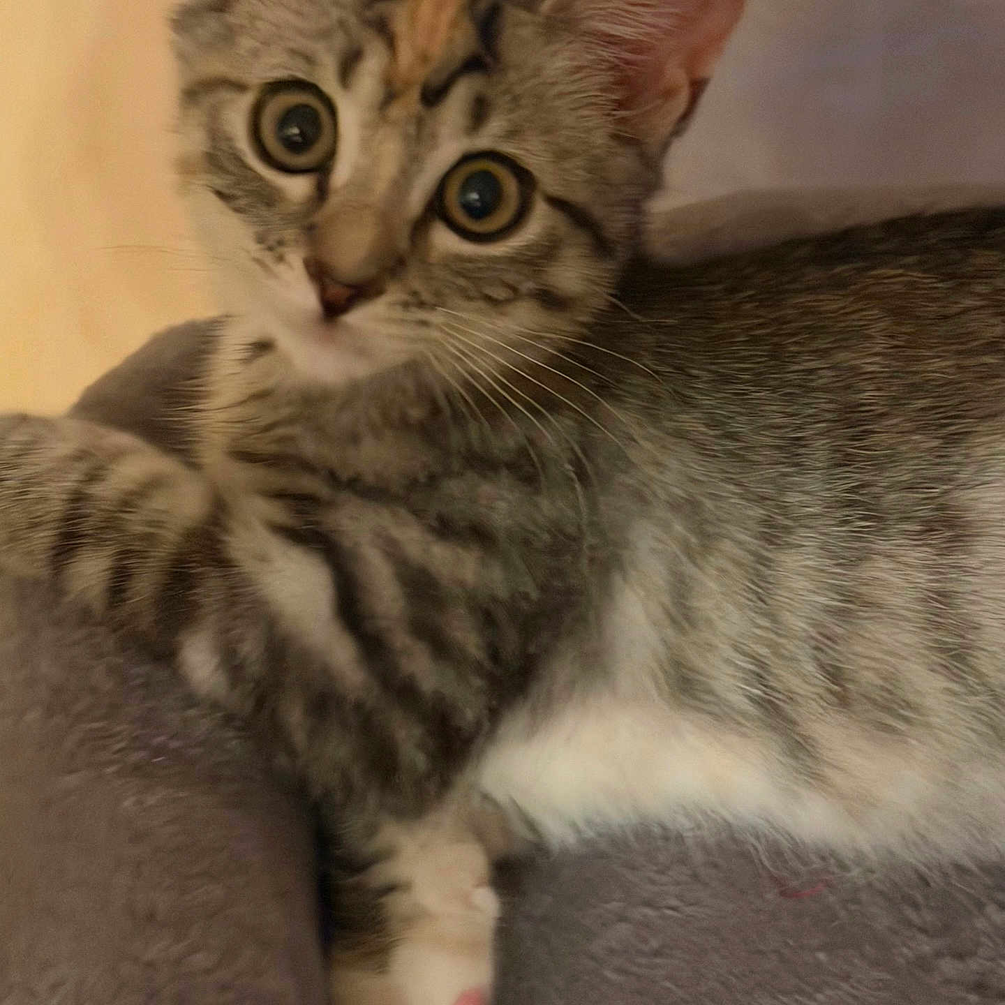 Rosie