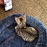 kitten, cat, tabby, pet, animal, feline, pet_bed, blue_bed, carpet, indoor, phone, smartphone, baby, screen, hand, cozy, sitting, fur, whiskers, home