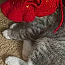 cat, sleeping, gray_cat, white_paws, tabby, pet, animal, indoor, carpet, red_flower, costume, relaxed, curled_up, furry, whiskers, paws, closeup, cozy, funny, portrait