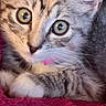 kitten, cat, animal, pet, fluffy, fur, tabby, gray_fur, orange_fur, wide_eyes, pink_tongue, whiskers, ears, paws, close_up, portrait, red_blanket, indoors, cuddly, adorable