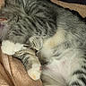 cat, sleeping, sleepy, gray_cat, white_paws, tabby, pet, animal, cozy, blanket, indoors, nap, relaxed, curled_up, whiskers, fur, paws, cute, close_up, portrait