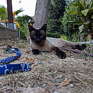 Maya participe au concours pour gagner de l'argent avec cette photo : cat, siamese_cat, outdoor, grass, dry_grass, keys, lanyard, tree_trunk, plants, greenery, pet, animal, feline, closeup, nature, backyard, ground, relaxing, looking_at_camera, domestic_cat