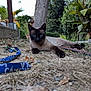 cat, siamese_cat, outdoor, grass, dry_grass, keys, lanyard, tree_trunk, plants, greenery, pet, animal, feline, closeup, nature, backyard, ground, relaxing, looking_at_camera, domestic_cat