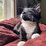 Oreo is registered to the contest to win money with this photo: animal, black_and_white, blanket, cat, cozy, curious, cute, feline, fur, indoor, kitten, pet, portrait, relaxed, resting, soft_texture, sunlight, whiskers, window, young_cat