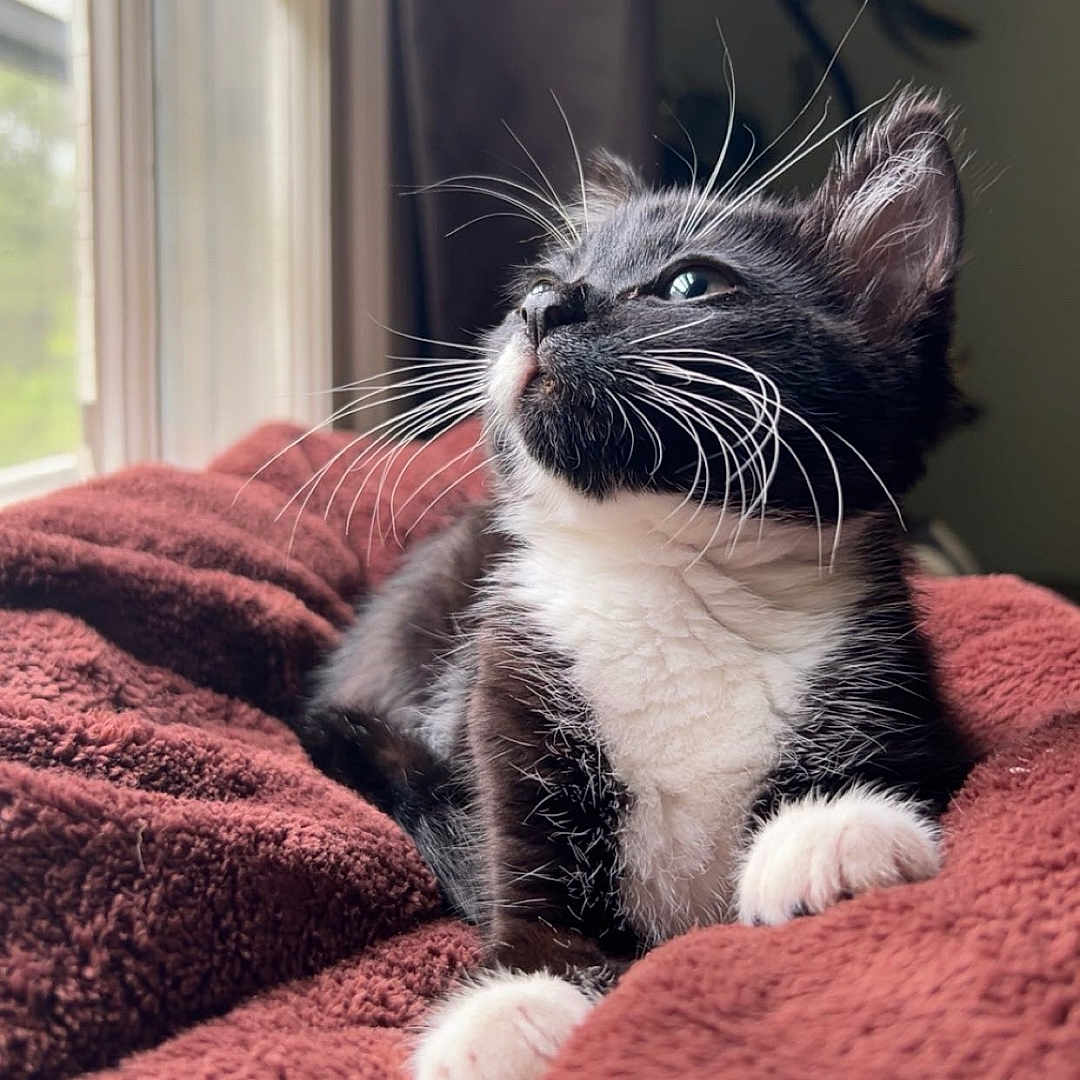 Oreo
