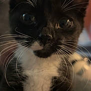 Oreo is registered to the contest to win money with this photo: kitten, cat, black_and_white, whiskers, close_up, indoor, pet, feline, curious, young, animal, face, eyes, soft_light, portrait, cute, furry, domestic, mammal, small