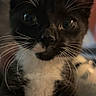 Oreo is registered to the contest to win money with this photo: animal, black_and_white, cat, close_up, curious, cute, domestic, eyes, face, feline, furry, indoor, kitten, mammal, pet, portrait, small, soft_light, whiskers, young