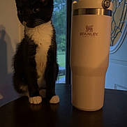 Oreo is registered to the contest to win money with this photo: animal, black_and_white, cat, curious, domestic_cat, door, evening_light, feline, indoor, insulated_cup, kitten, pet, quiet, shadow, stanley, table, tumbler, tuxedo_cat, window, young_cat