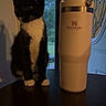 animal, black_and_white, cat, curious, domestic_cat, door, evening_light, feline, indoor, insulated_cup, kitten, pet, quiet, shadow, stanley, table, tumbler, tuxedo_cat, window, young_cat