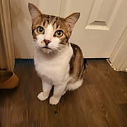 Peter Purrker is registered to the contest to win money with this photo: cat, indoor, wooden_floor, door, pet, animal, curious, sitting, feline, fur, whiskers, ears, green_eyes, domestic_cat, looking, closeup, household, flooring, quiet, companion