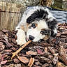 animal, bark, blue_eyes, brown, chewing, close_up, cute, dog, fluffy, fur, garden, nature, outdoor, pet, playful, puppy, resting, stick, wooden_fence, young